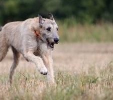 Kutya ír farkaskutya fajta leírás, fotók, az ár a kölykök, vélemények