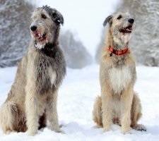 Kutya ír farkaskutya fajta leírás, fotók, az ár a kölykök, vélemények