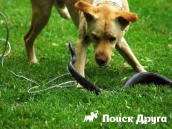 A kutya megharapta egy kígyó -, mit kell tennie, tünetei, következményei