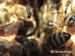Csatlakozás méhcsaládok - selyanochka - portál a gazdálkodók számára, a mezőgazdaság, az állattenyésztés,