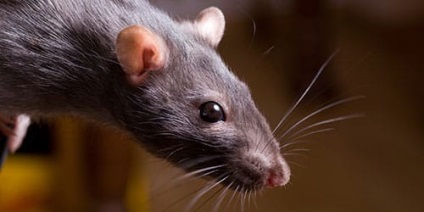 Álomértelmezés patkány kicsit mi álom megharapta egy patkány, egy álom (rat) Álomértelmezés patkány kicsit mi álom megharapta egy patkány, egy álom