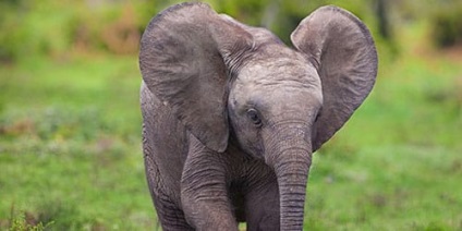 Álomértelmezés elefánt elefánt álom, amit egy álom