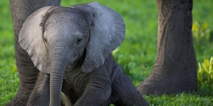 Álomértelmezés elefánt elefánt álom, amit egy álom