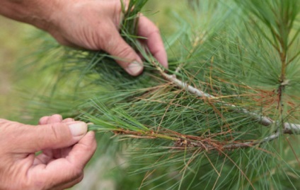 Pine növényevő darazsak legnagyobb kártevője