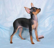 Tippek emelése Toy terrier (játék terrier kölykök a kutya képzési tanácsadás) Tippek oktatási játék terrier