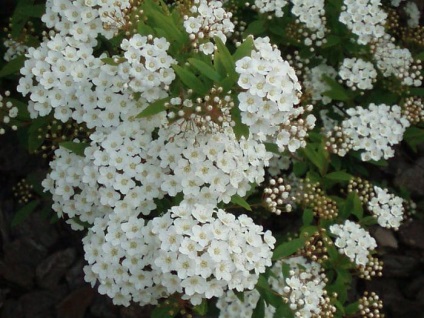 Spirea ültetés és gondozás