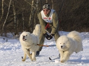 Sport kutyával - állatorvost értesíteni (agility) Sport kutyával - állatorvost értesíteni
