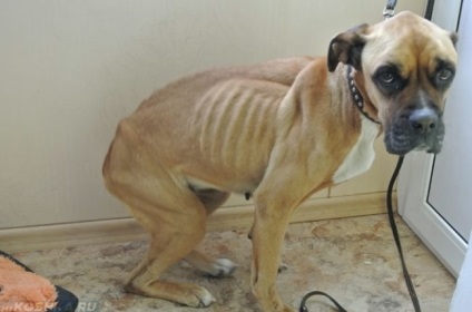Aureus kutyáknál a tünetek és a kezelés, hogy az arany átkerül