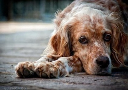 Aureus kutyáknál a tünetek és a kezelés, hogy az arany átkerül