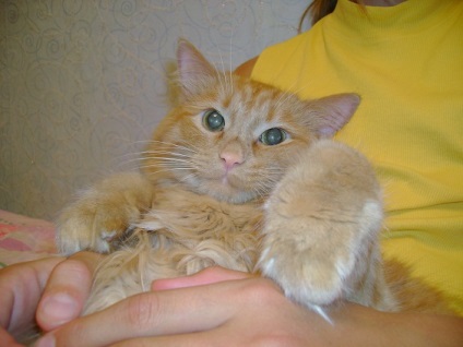 Régi macska vagy felújított (cat Stepan) Régi macska vagy egy új javítás