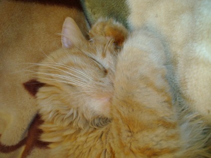 Régi macska vagy felújított (cat) Régi macska vagy egy új javítás