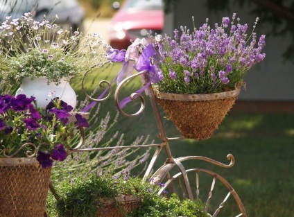 Provence stílus kerttervezés