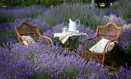 Provence stílus kerttervezés