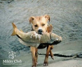 Ha veszem a kutyát egy halászati ​​út