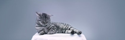 Stressz macskáknál az áthelyezés után - hogyan lehet elkerülni vagy csökkenteni a stresszt macskáknál mozgatásakor - olvasható