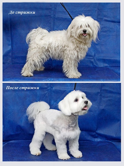 Hajvágás kutyák lapdogs (kutya) Hajvágás kutyák lapdogs