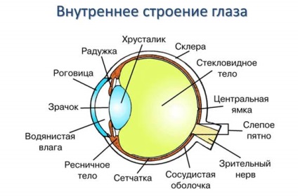 A szerkezet az emberi szem diagram szerkezete anatómiája