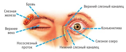 A szerkezet az emberi szem diagram szerkezete anatómiája