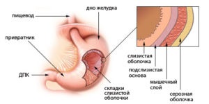 Szerkezete és funkciója az emberi gyomor