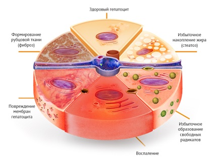 структура печінки