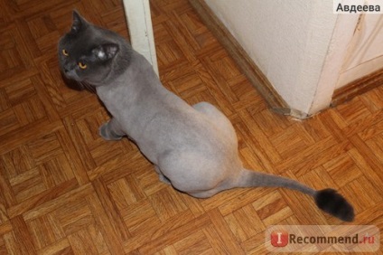 Szépségszalon állatoknak, Dnepropetrovsk, Ukrajna - „haircut macskák, hogyan kell vágni egy macska veszteség nélkül
