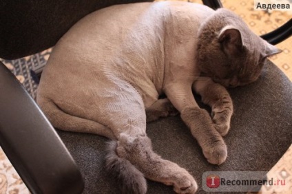 Szépségszalon állatoknak, Dnepropetrovsk, Ukrajna - „haircut macskák, hogyan kell vágni egy macska veszteség nélkül