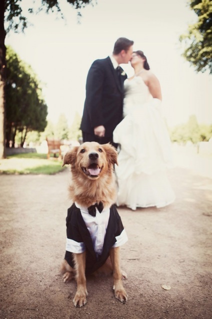 Esküvői fotó az állatokkal, a vőlegény és a menyasszony képet az állatokkal, az eredeti kép nászút