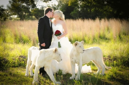 Esküvői fotó az állatokkal, a vőlegény és a menyasszony képet az állatokkal, az eredeti kép nászút