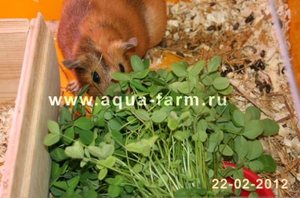 Friss fűszernövények háziállatoknak (állat), az év minden napján