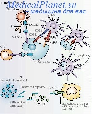 Immunterápia in Oncology rendszer