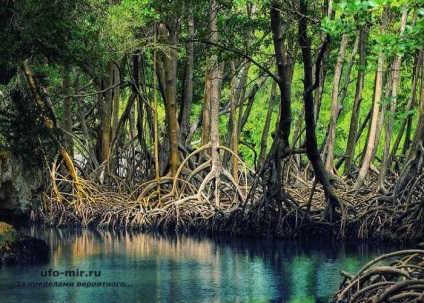 Titokzatos lakója mangrove - a titkos világossá válik