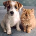 Thai, gondozása kutyák és macskák ellátás