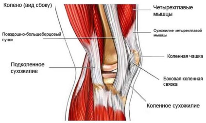 Tendinitis a térdízület