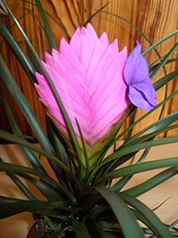 Tillandsia Anita care, transzplantáció, reprodukció (Anita) Tillandsia Anita care, transzplantáció, reprodukció