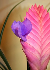 Tillandsia Anita care, transzplantáció, reprodukció (ellátás) Tillandsia Anita care, transzplantáció, reprodukció