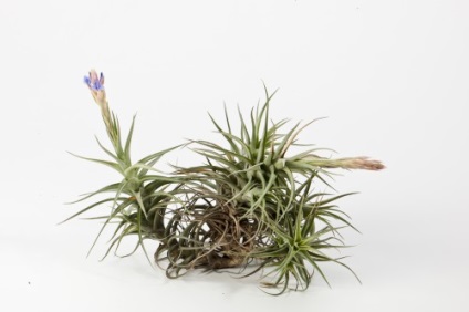 Tillandsia cyanea (Tillandsia cyanea) ellátás az otthoni, fotók