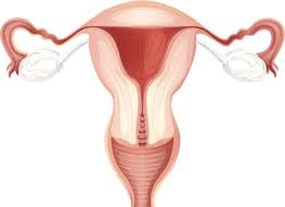 Méhnyálkahártya vastagsága napon ciklus, különösen a női test