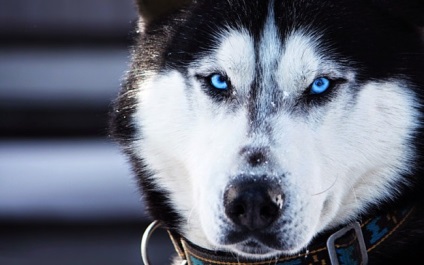Top 10 leggonoszabb kutya a világon, TOP10-minősítés