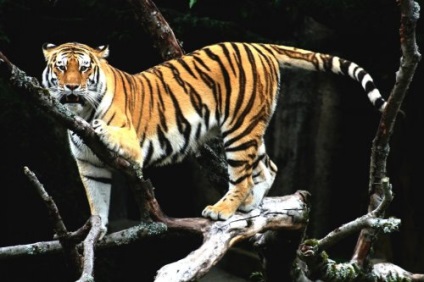 Top 12 állatkertek elvesztette az irányítást az állataikat