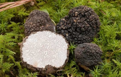 Tuber aestivum (gumó melanosporum magyarul) leírása és forgalmazás (szarvasgomba) Tuber aestivum (gumó melanosporum magyarul) leírása és forgalmazás