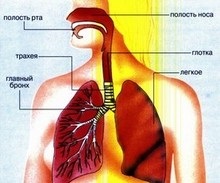 A tuberkulózis a hörgők, a légcső, a felső légúti