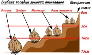 Tulipánok egy bankot