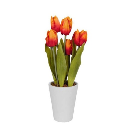 Tulipán egy bankot, hogyan kell gondozni őket a növény, és a víz a növény