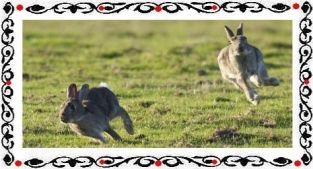 Вбити двох зайців - яке значення і походження фразеологізму