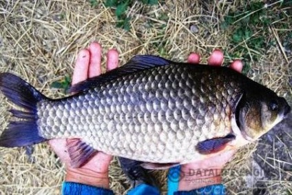 Ismerje meg lépésről lépésre, hogyan kell fogni a sok ponty