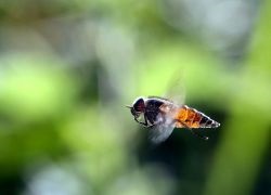 Bite oestrus (ivarzás) harapás bögöly