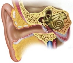 Fülek - okai, tünetei és kezelése
