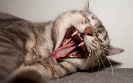 Gondozó macskák fogak