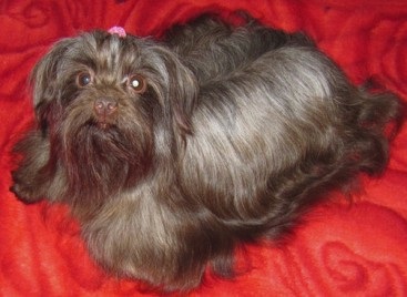 Ápolás orosz színű lapdogs (orosz színű lapdog ár) Ápolás orosz színű lapdogs