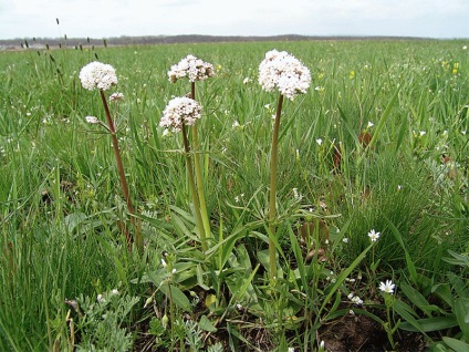 Valeriana officinalis - ültetés, termesztés és gondozása az alapvető szabályok és funkciók